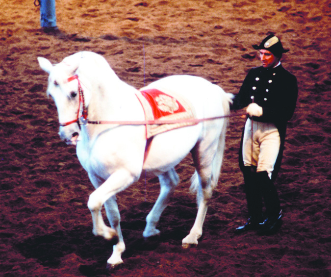 Lipizzaner Stallions