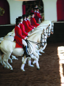 Lipizzaner Dressage