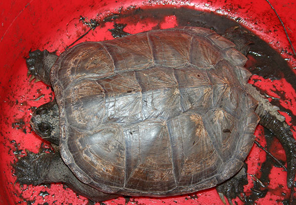 This 10-pound snapping turtle was recently found in a douglas County water treatment plant. ODFW photo