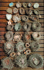 Nests and neighborhood birds