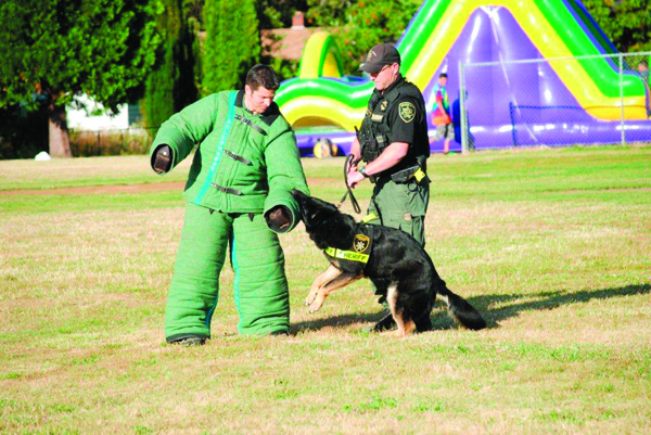 Greg Dirks, Wood Village city employee is on the business end while Ranger takes him down. Training early on can be as much as 400 hours with their deputies.