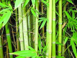 bamboo